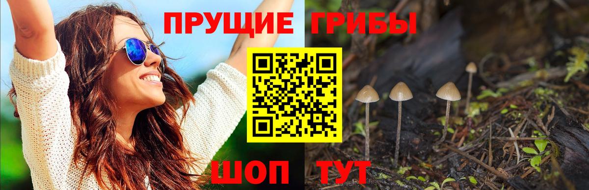 Галлюциногенные грибы Psilocybe  Псилоцибиновые грибы GOLDEN TEACHER  купить наркотики сайты  Новочеркасск  Вход с VPN 